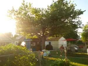 trees
